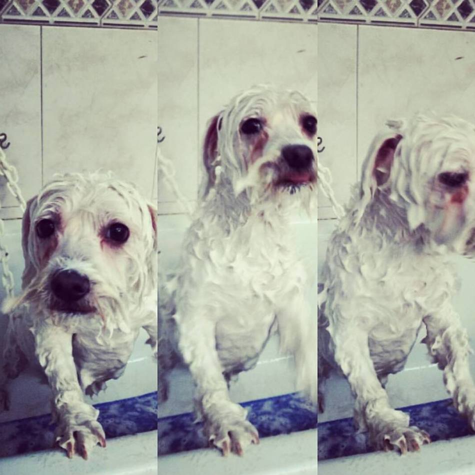 Peluquería: Servicios de Aviscan Clínica Veterinaria Peluquería: Servicios de Aviscan Clínica Veterinaria