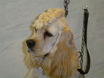 Peluquería: Servicios de Aviscan Clínica Veterinaria Peluquería: Servicios de Aviscan Clínica Veterinaria