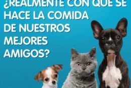 alimentacion mascotas zaragoza alimentacion mascotas zaragoza