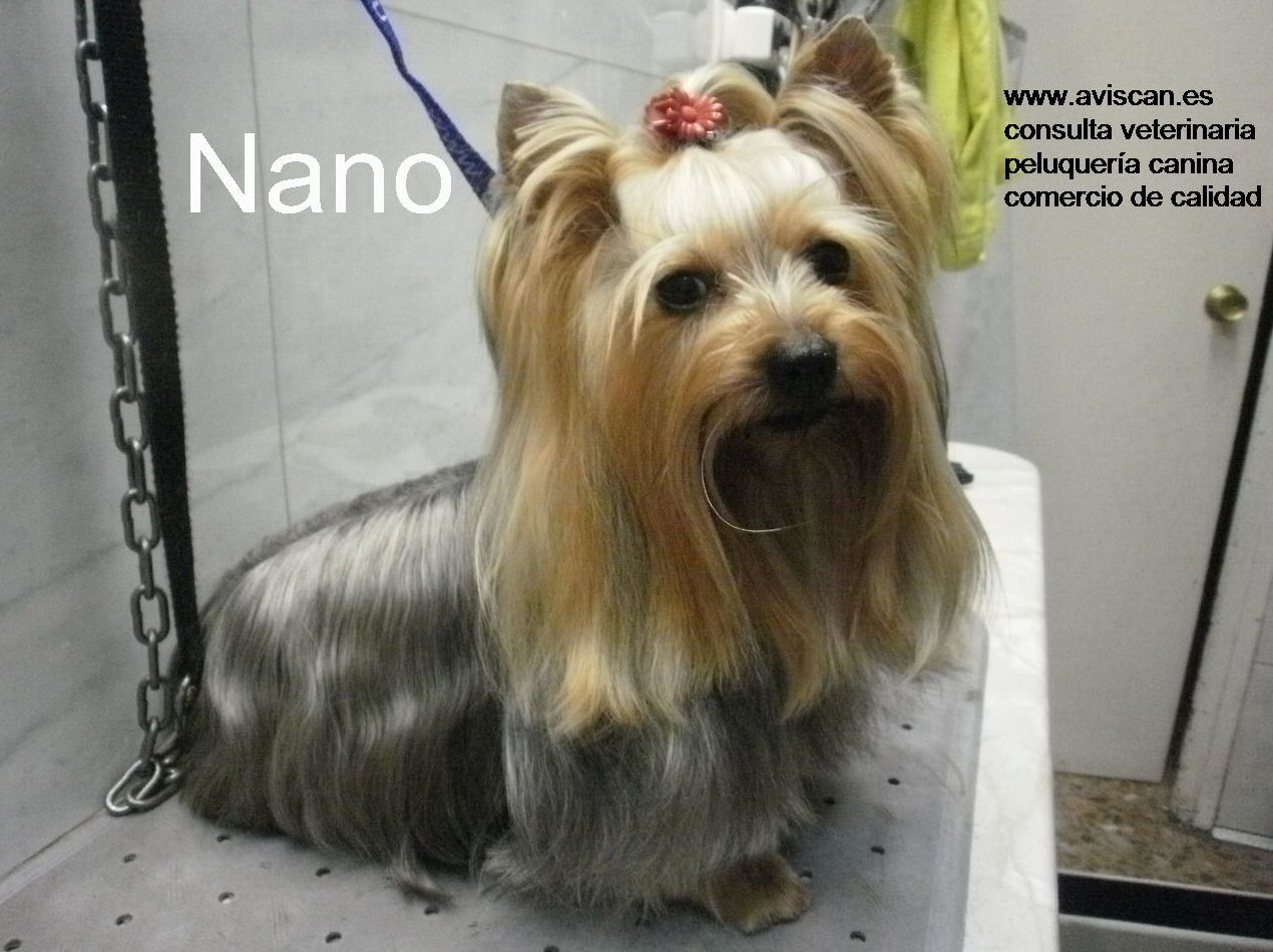 Peluquería canina zaragoza Peluquería canina zaragoza