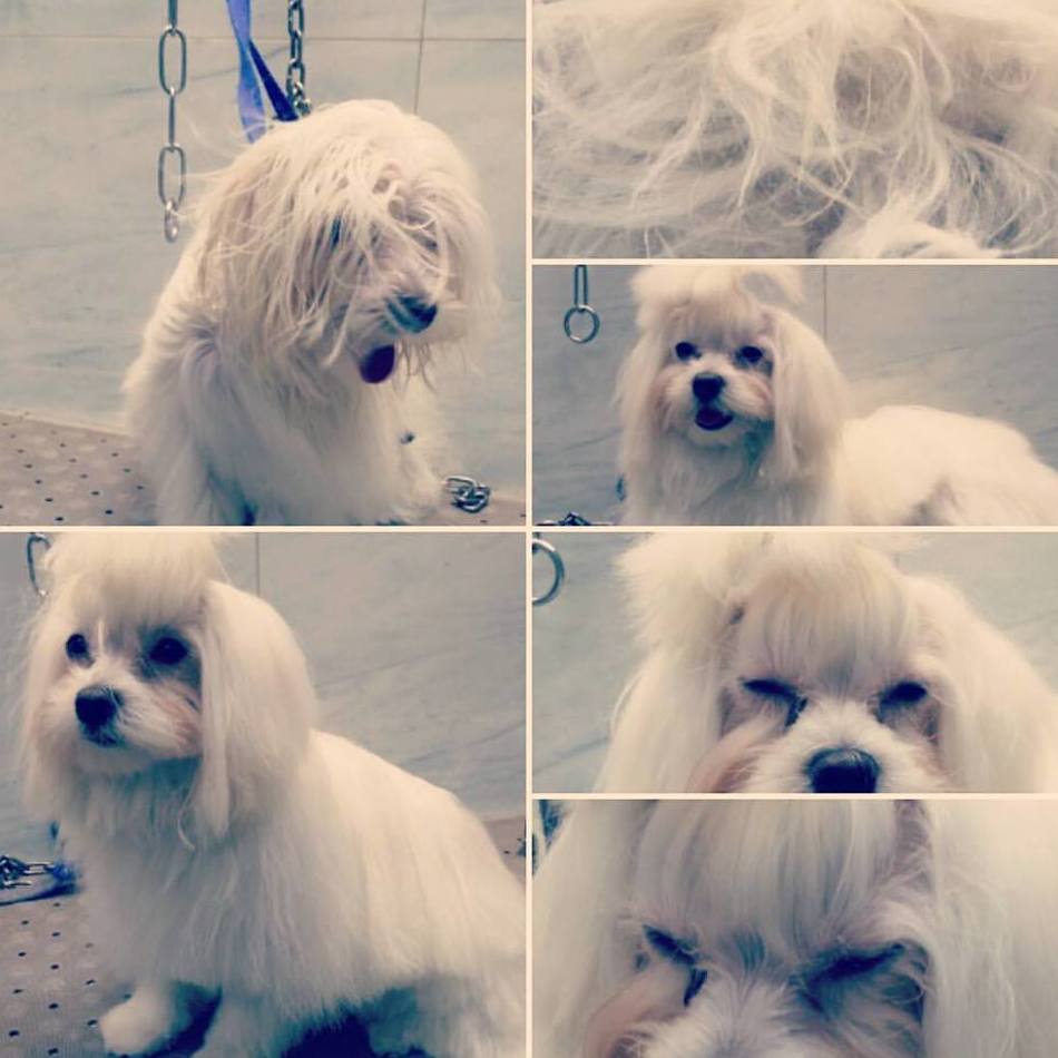 peluqueria canina zaragoza peluqueria canina zaragoza