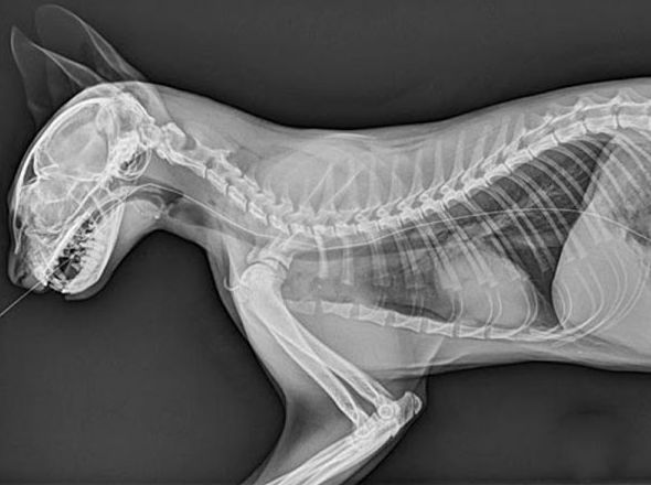 RX digital: Servicios de Clínica Veterinaria Cachorros