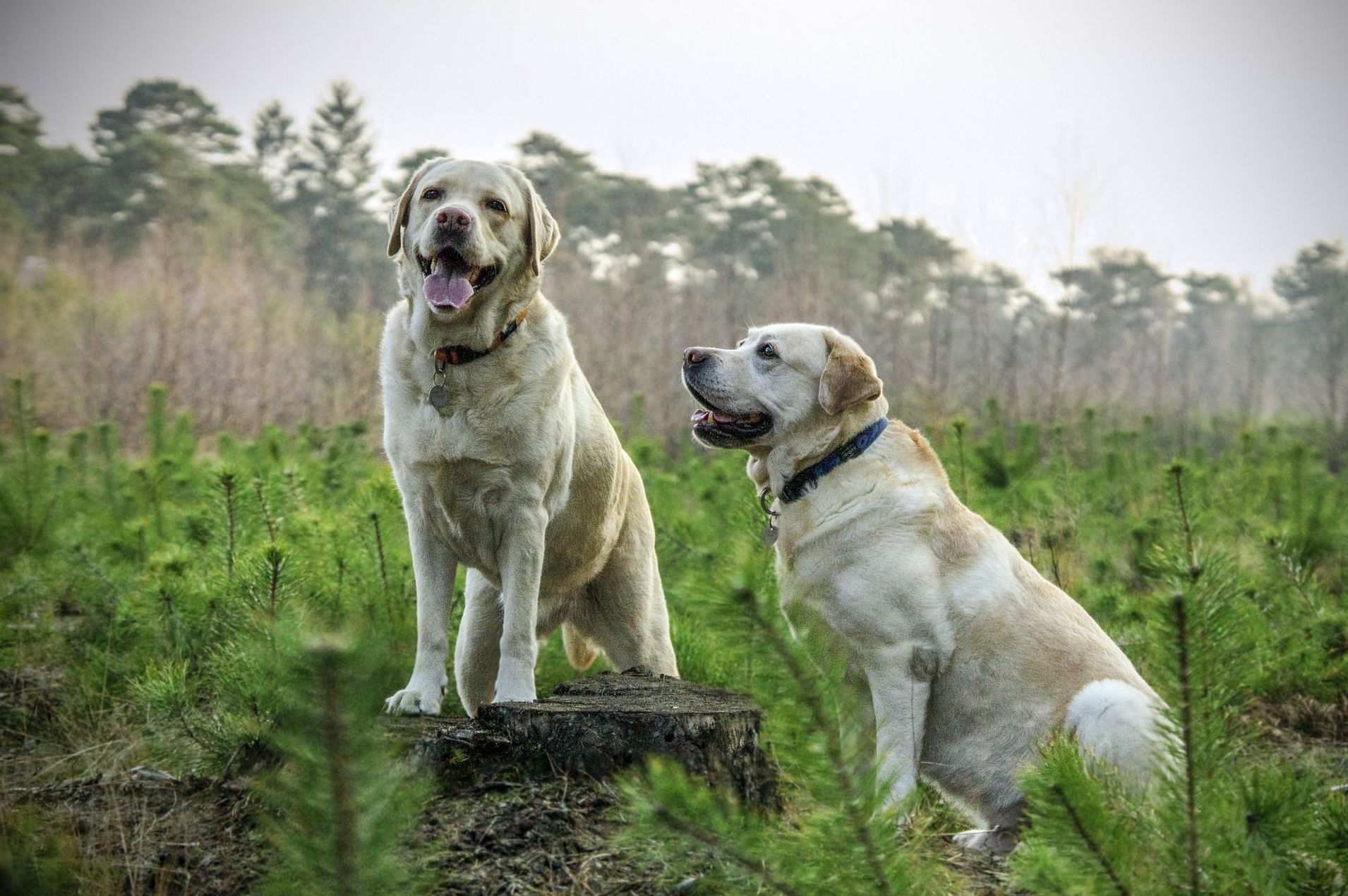 Comederos y bebederos: ¿Qué hacemos? de Guardería Canina Estíbaliz Comederos y bebederos: ¿Qué hacemos? de Guardería Canina Estíbaliz