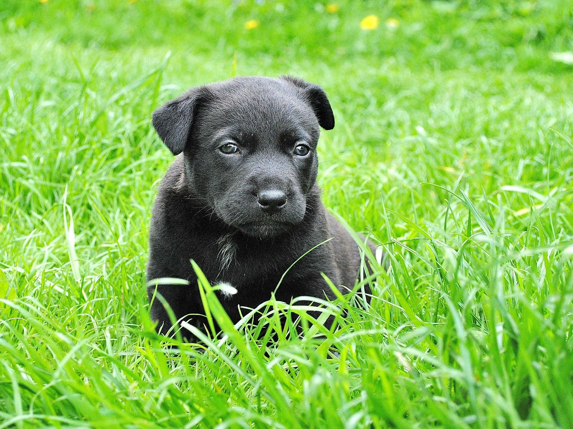 Larga estancia: ¿Qué hacemos? de Guardería Canina Estíbaliz Larga estancia: ¿Qué hacemos? de Guardería Canina Estíbaliz