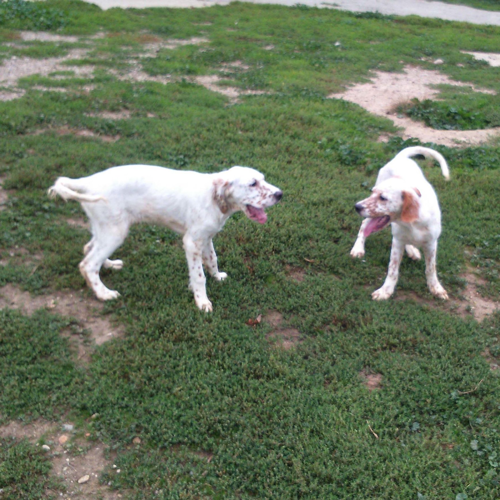 Cheniles: ¿Qué hacemos? de Guardería Canina Estíbaliz Cheniles: ¿Qué hacemos? de Guardería Canina Estíbaliz