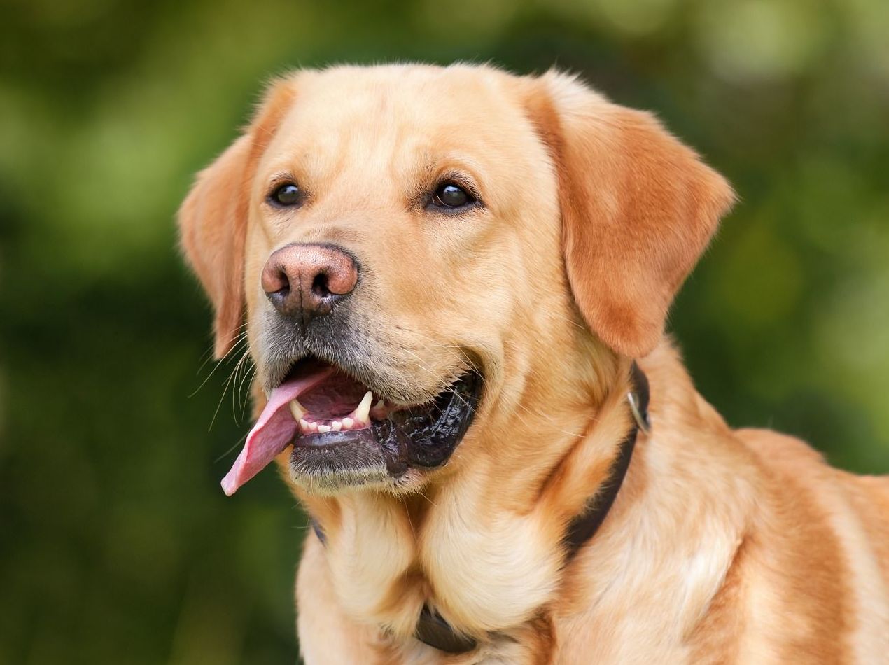 Períodos de corta estancia: ¿Qué hacemos? de Guardería Canina Estíbaliz Períodos de corta estancia: ¿Qué hacemos? de Guardería Canina Estíbaliz