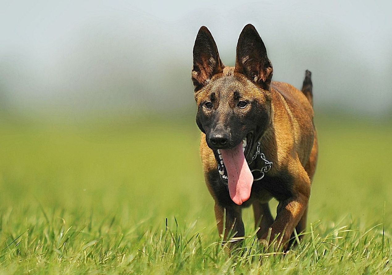 Períodos de corta estancia: ¿Qué hacemos? de Guardería Canina Estíbaliz Períodos de corta estancia: ¿Qué hacemos? de Guardería Canina Estíbaliz