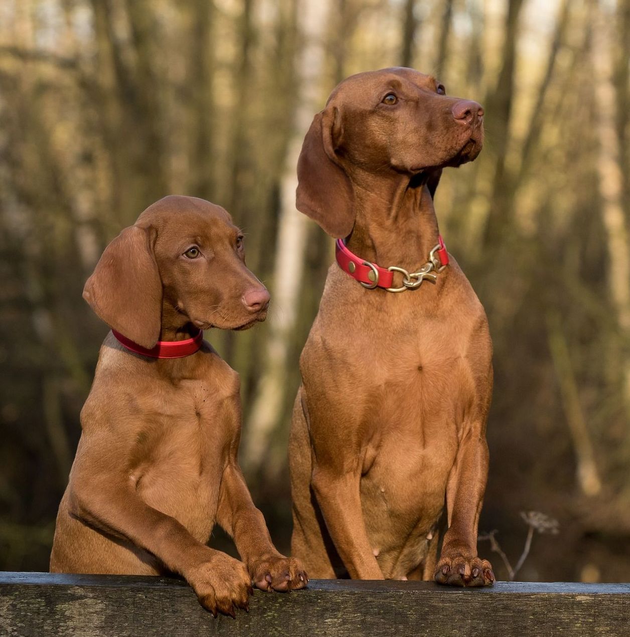 Larga estancia: ¿Qué hacemos? de Guardería Canina Estíbaliz Larga estancia: ¿Qué hacemos? de Guardería Canina Estíbaliz