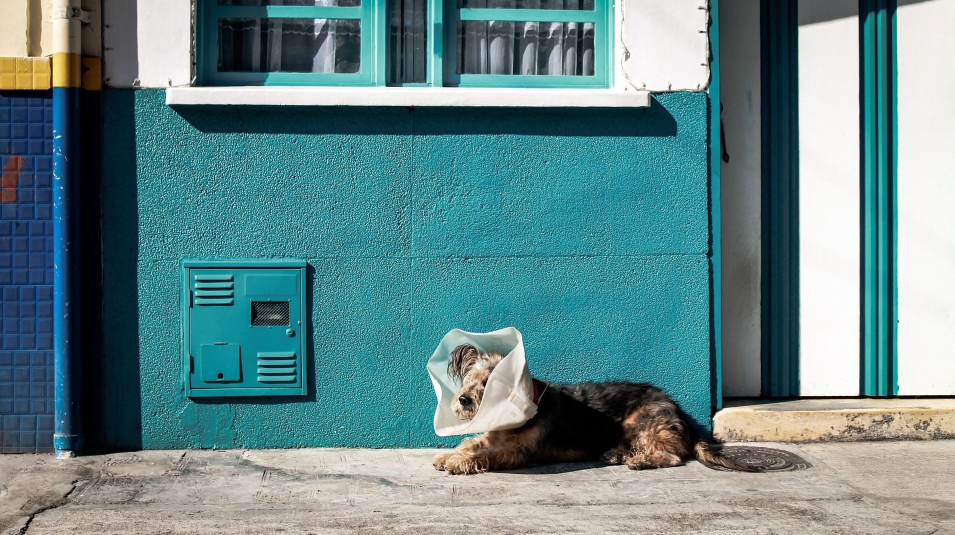Veterinaria 24 horas: ¿Qué hacemos? de Guardería Canina Estíbaliz Veterinaria 24 horas: ¿Qué hacemos? de Guardería Canina Estíbaliz