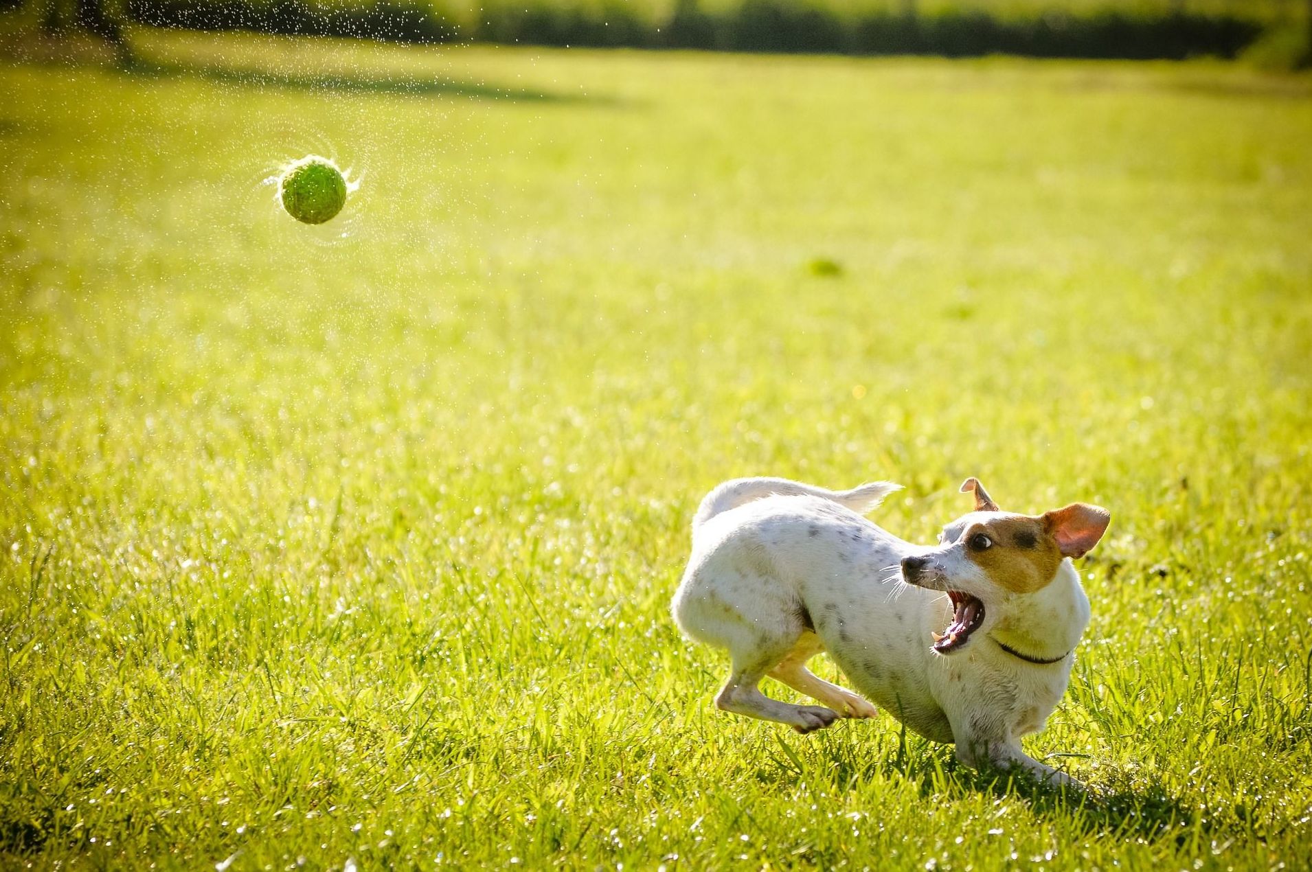 Zonas verdes: ¿Qué hacemos? de Guardería Canina Estíbaliz Zonas verdes: ¿Qué hacemos? de Guardería Canina Estíbaliz