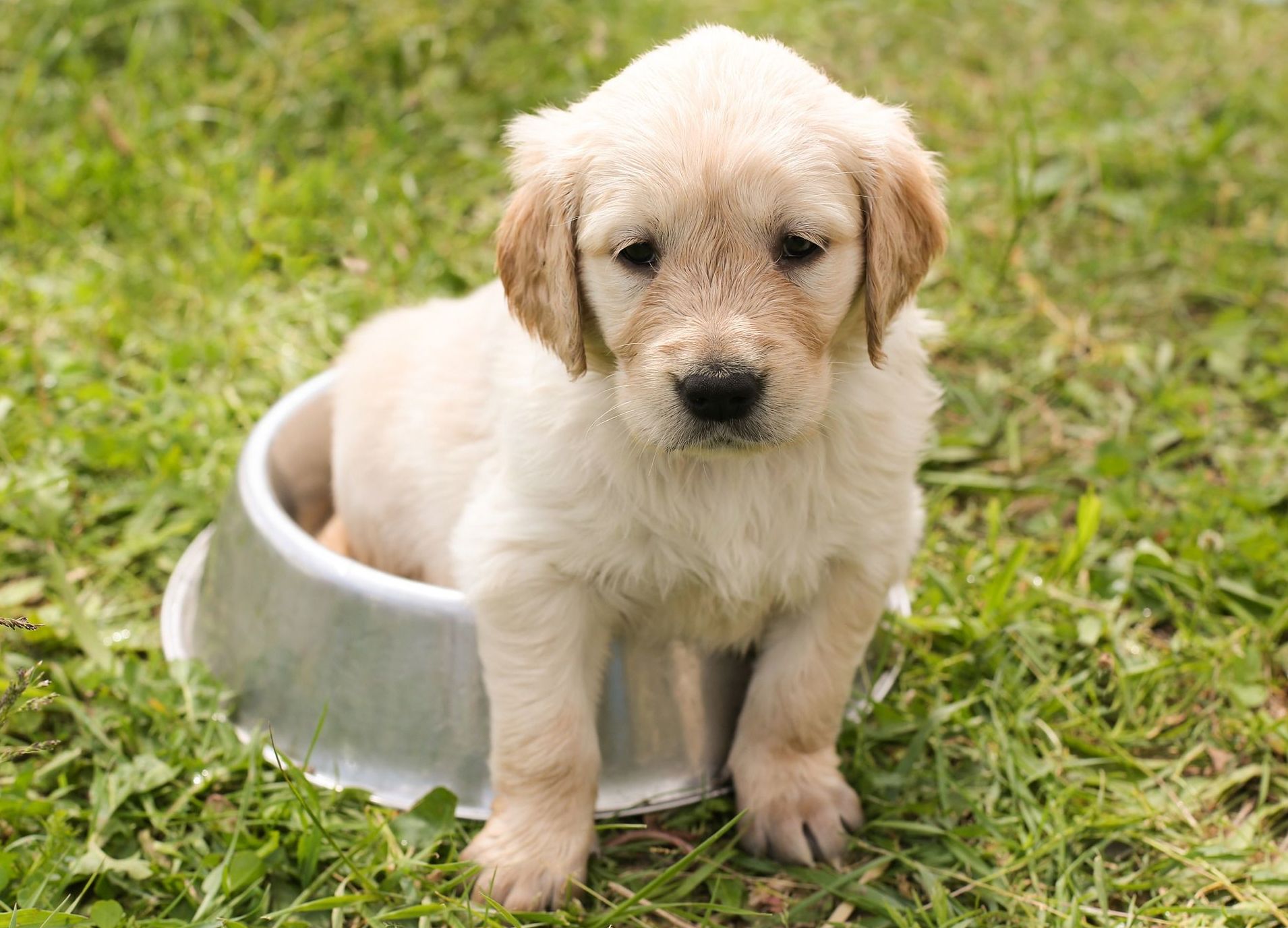 Comederos y bebederos: ¿Qué hacemos? de Guardería Canina Estíbaliz Comederos y bebederos: ¿Qué hacemos? de Guardería Canina Estíbaliz