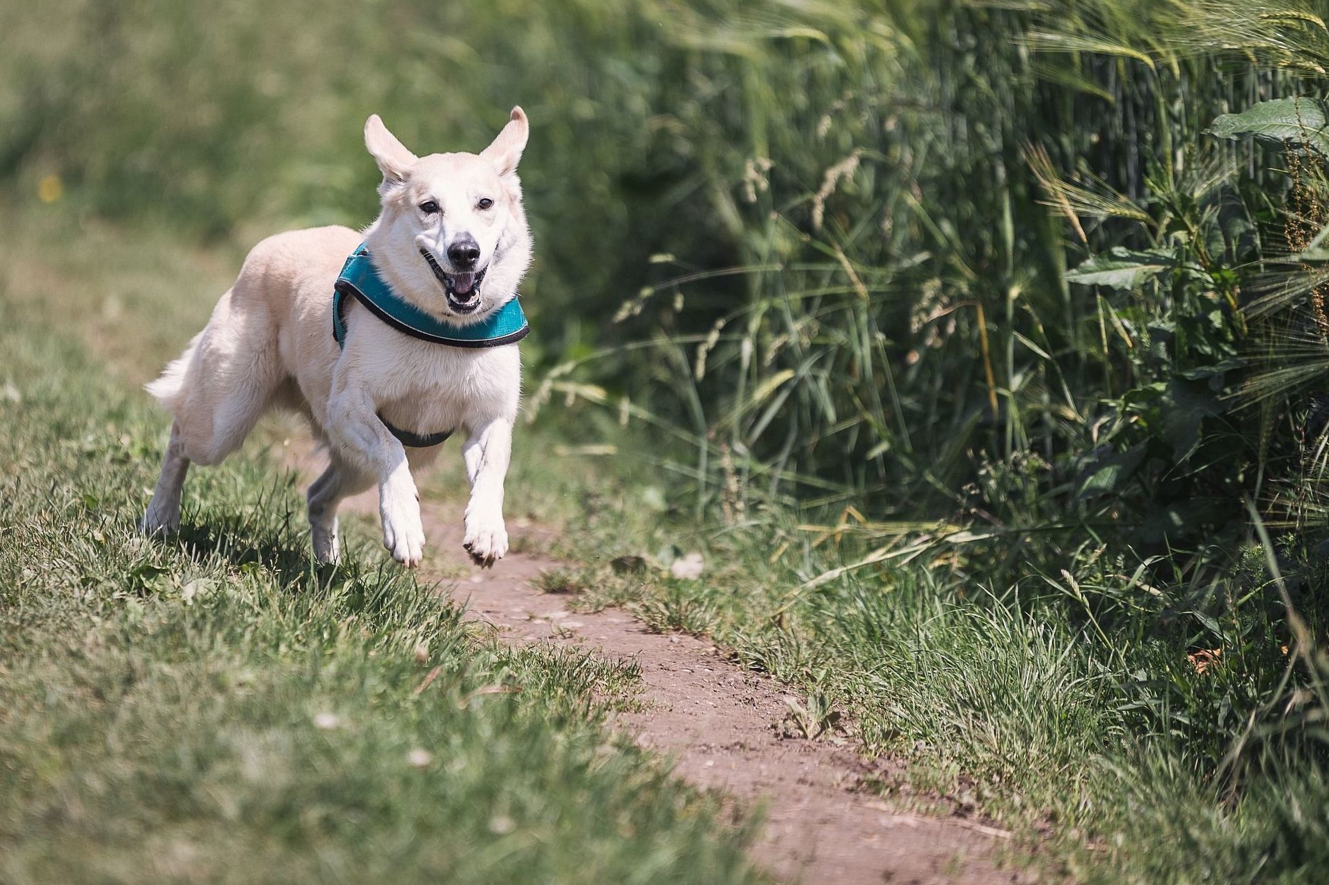 Veterinaria 24 horas: ¿Qué hacemos? de Guardería Canina Estíbaliz Veterinaria 24 horas: ¿Qué hacemos? de Guardería Canina Estíbaliz
