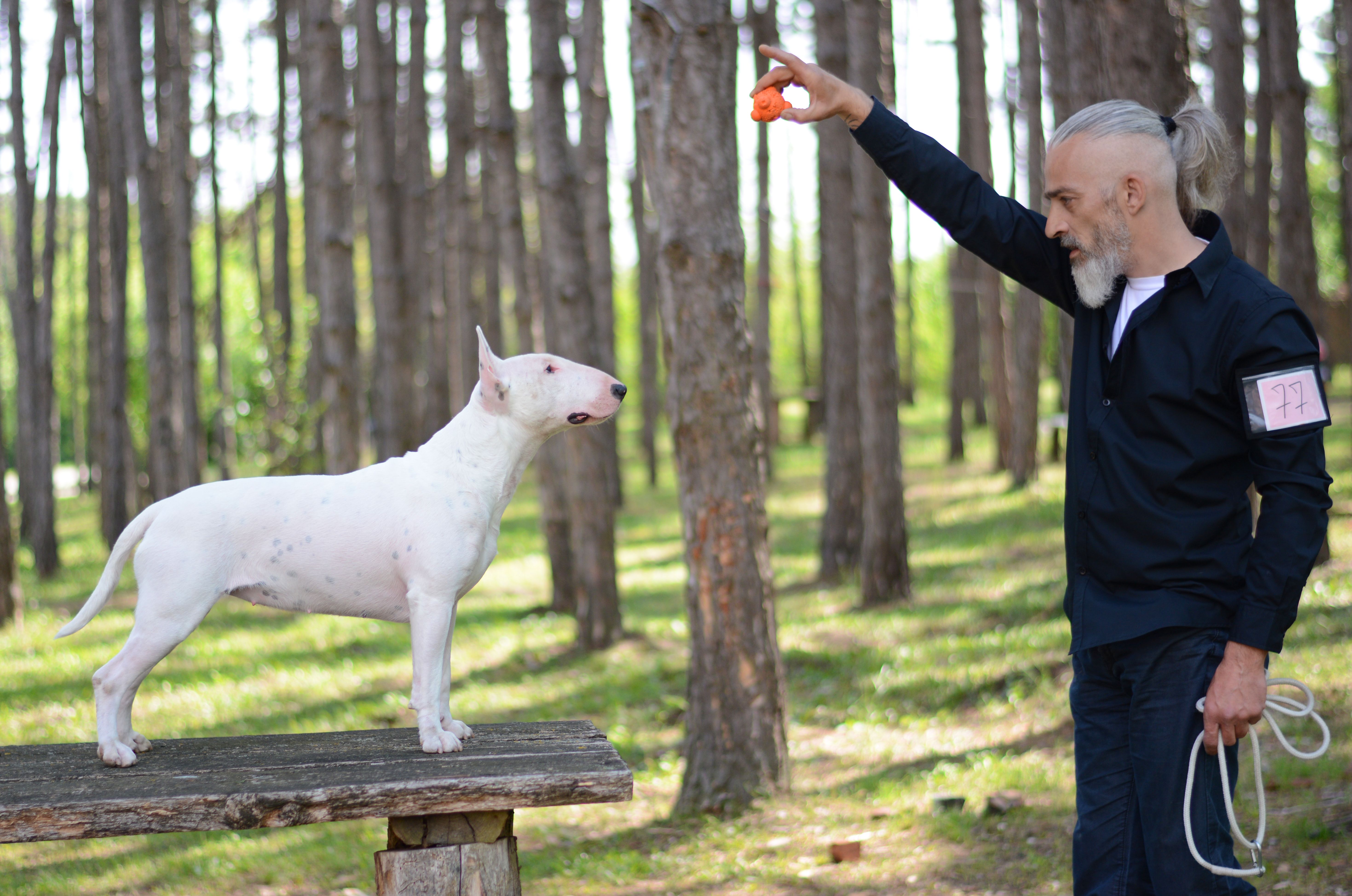 Animales potencialmente peligrosos: Nuestros servicios de Centro médico Pesini Animales potencialmente peligrosos: Nuestros servicios de Centro médico Pesini