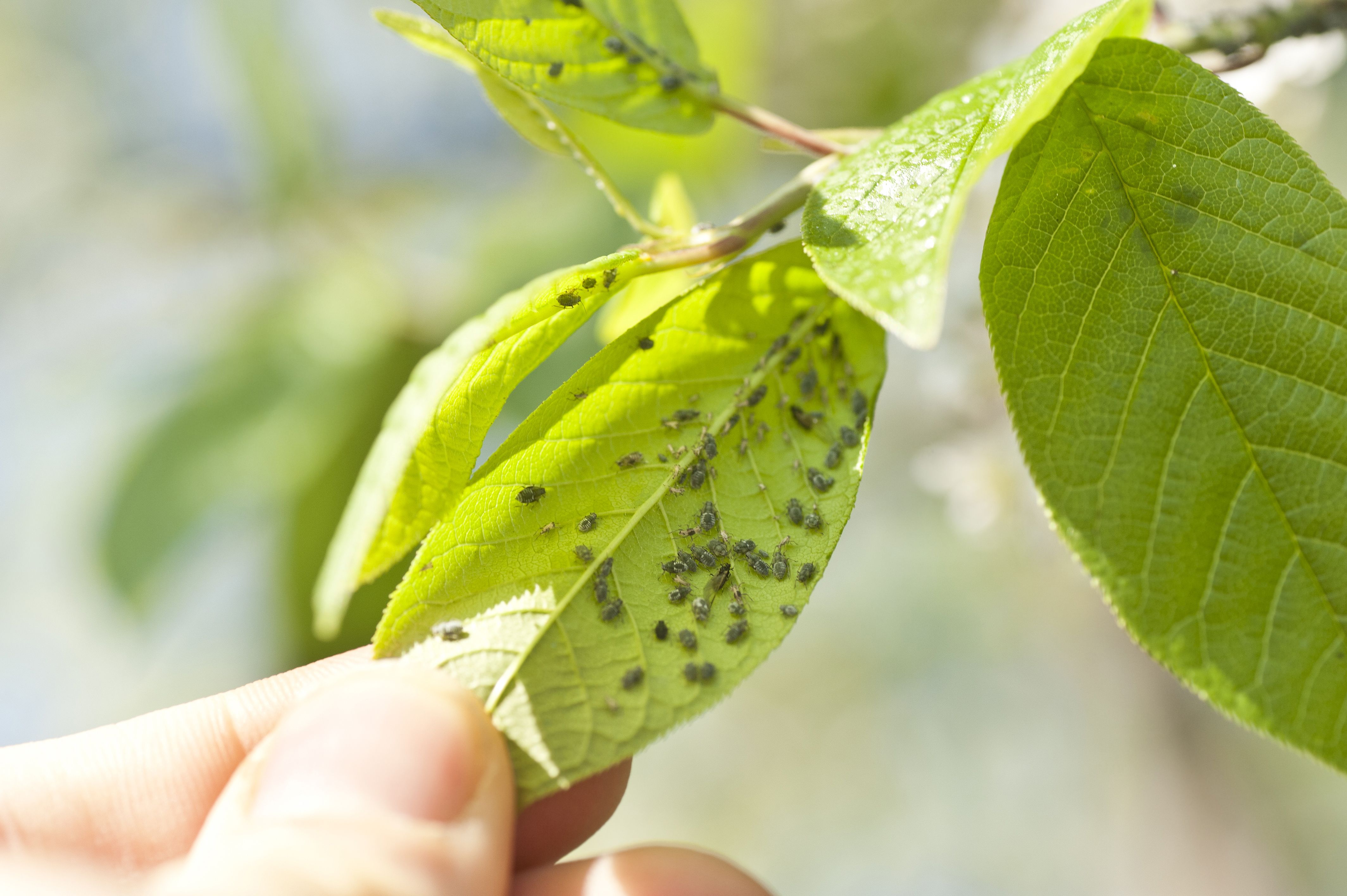 Tratamientos fitosanitarios: Servicios de ARROYO LORCA JARDINERIA Tratamientos fitosanitarios: Servicios de ARROYO LORCA JARDINERIA