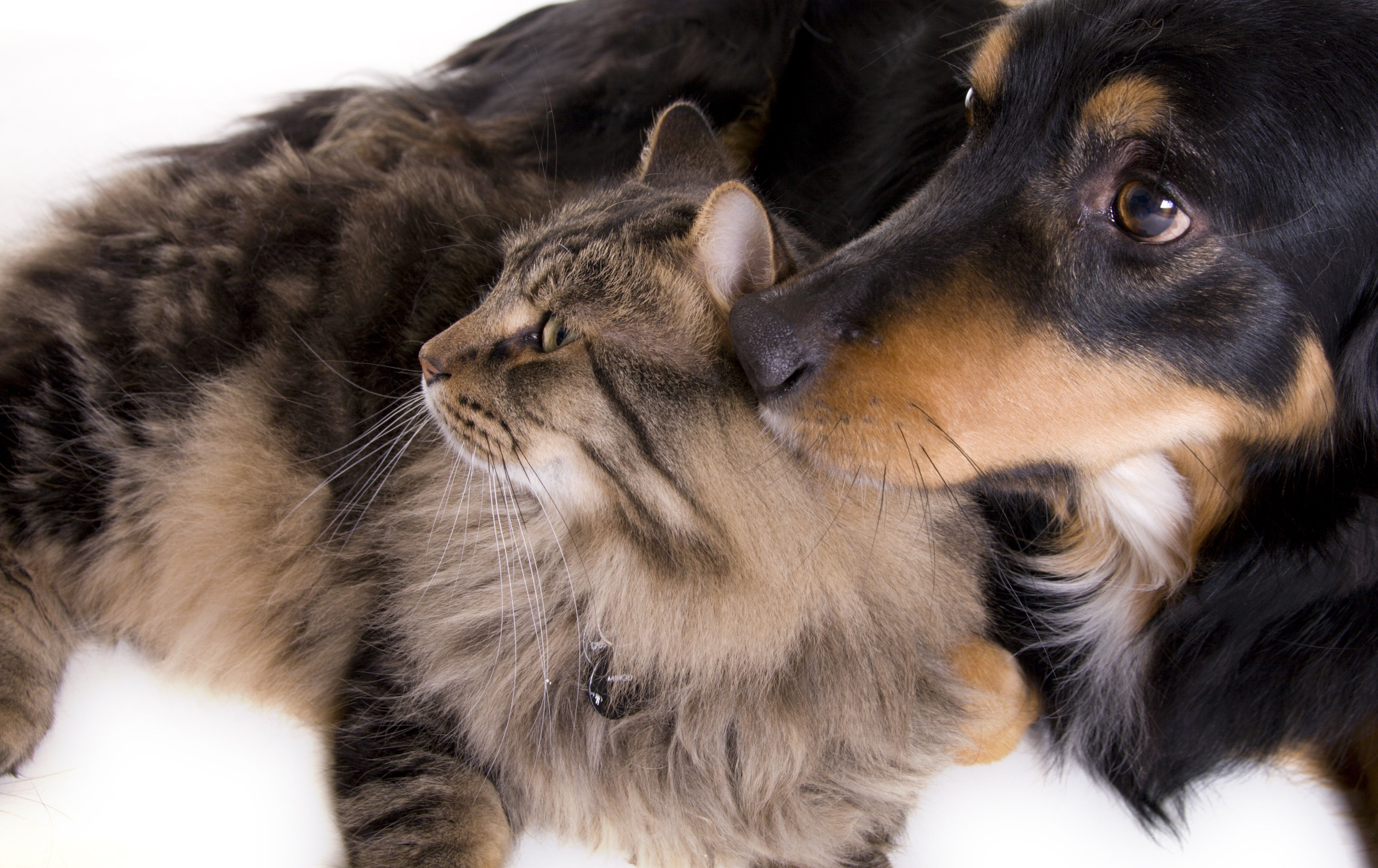 Traumatología: Servicios de Centro Veterinario Esteruelas Traumatología: Servicios de Centro Veterinario Esteruelas