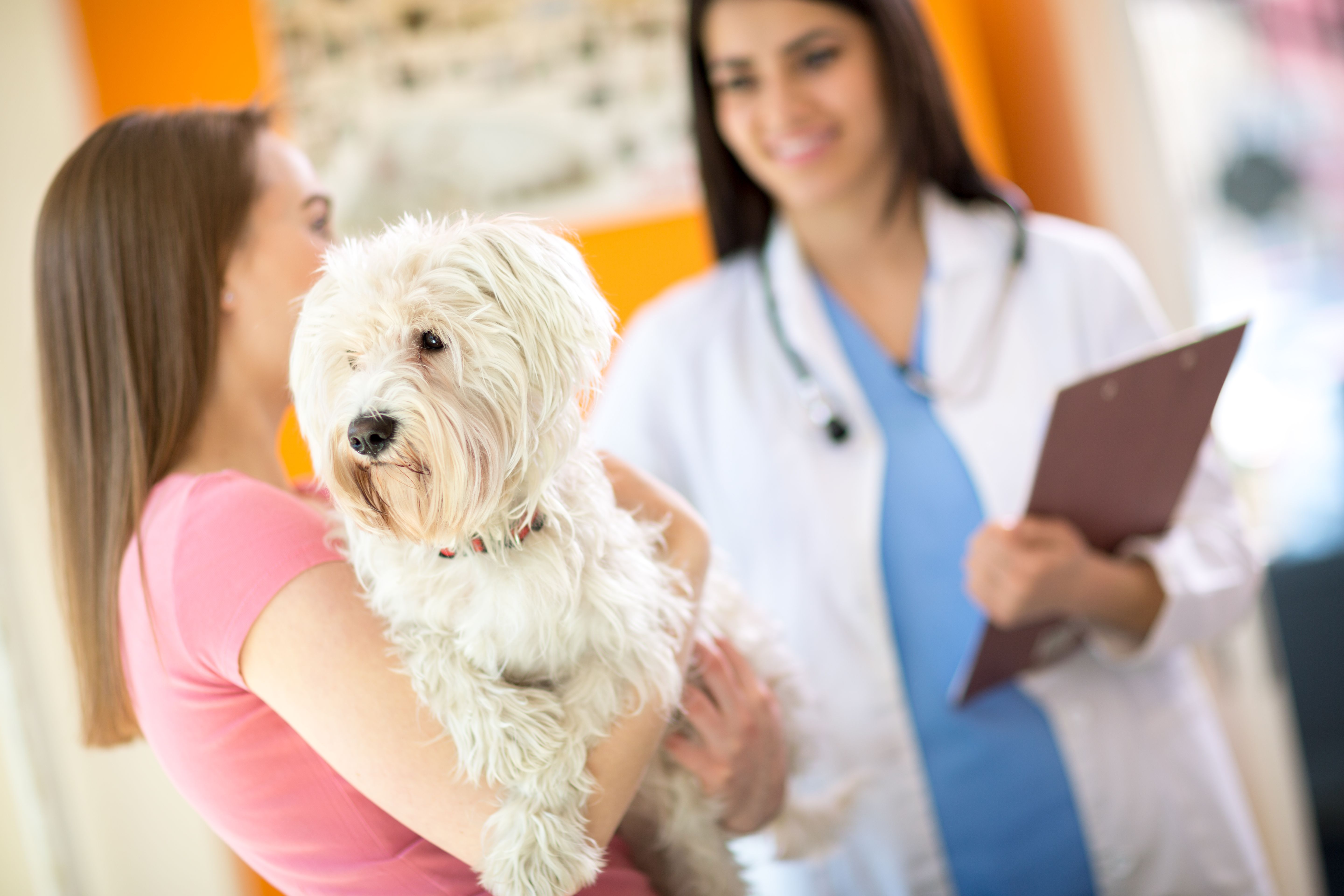 Nuestros servicios: Servicios de Centro Veterinario Esteruelas Nuestros servicios: Servicios de Centro Veterinario Esteruelas