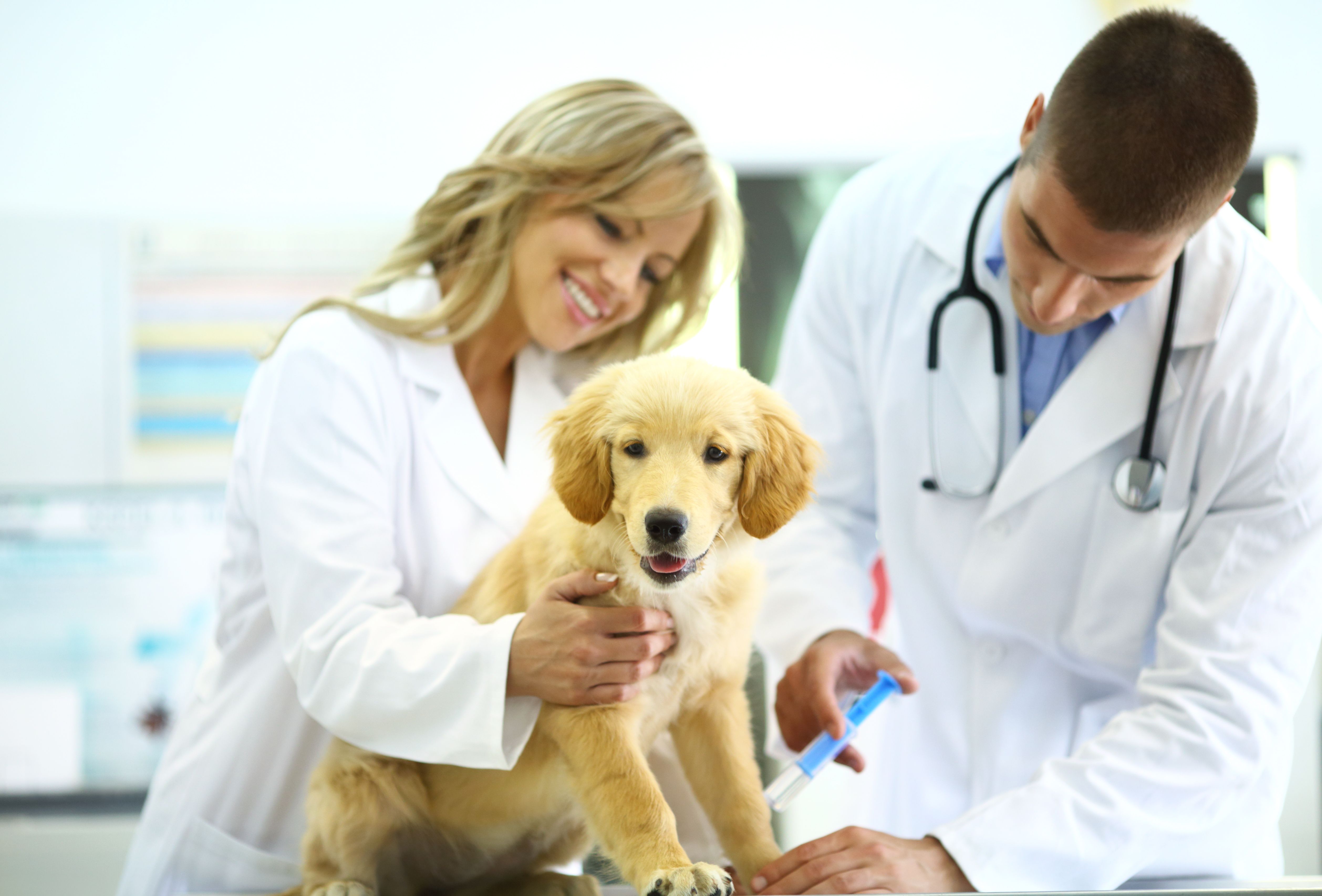 Análisis clínicos: Servicios de Centro Veterinario Esteruelas Análisis clínicos: Servicios de Centro Veterinario Esteruelas
