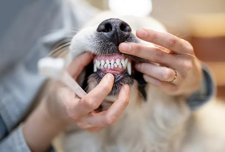 Revisión Dental Gratis: de Punto Pet Clínica Veterinaria Revisión Dental Gratis: de Punto Pet Clínica Veterinaria