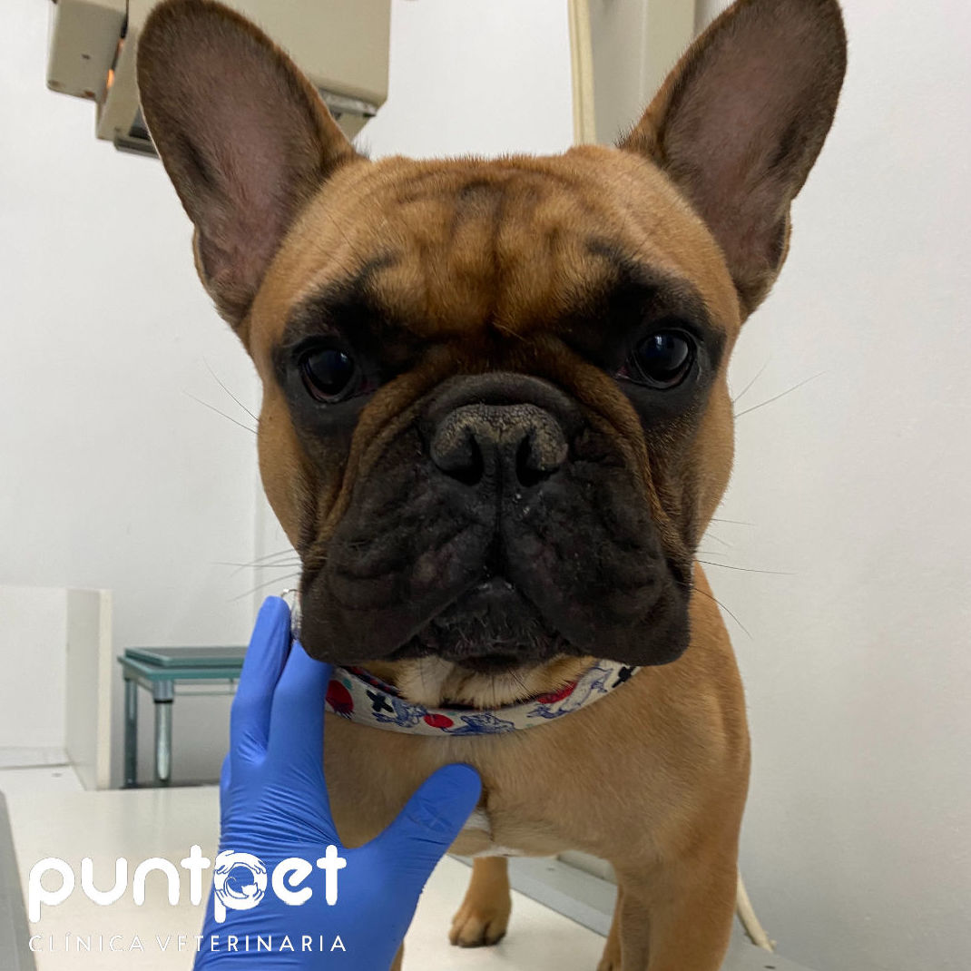 Plan de salud anual (perros): de Punto Pet Clínica Veterinaria Plan de salud anual (perros): de Punto Pet Clínica Veterinaria