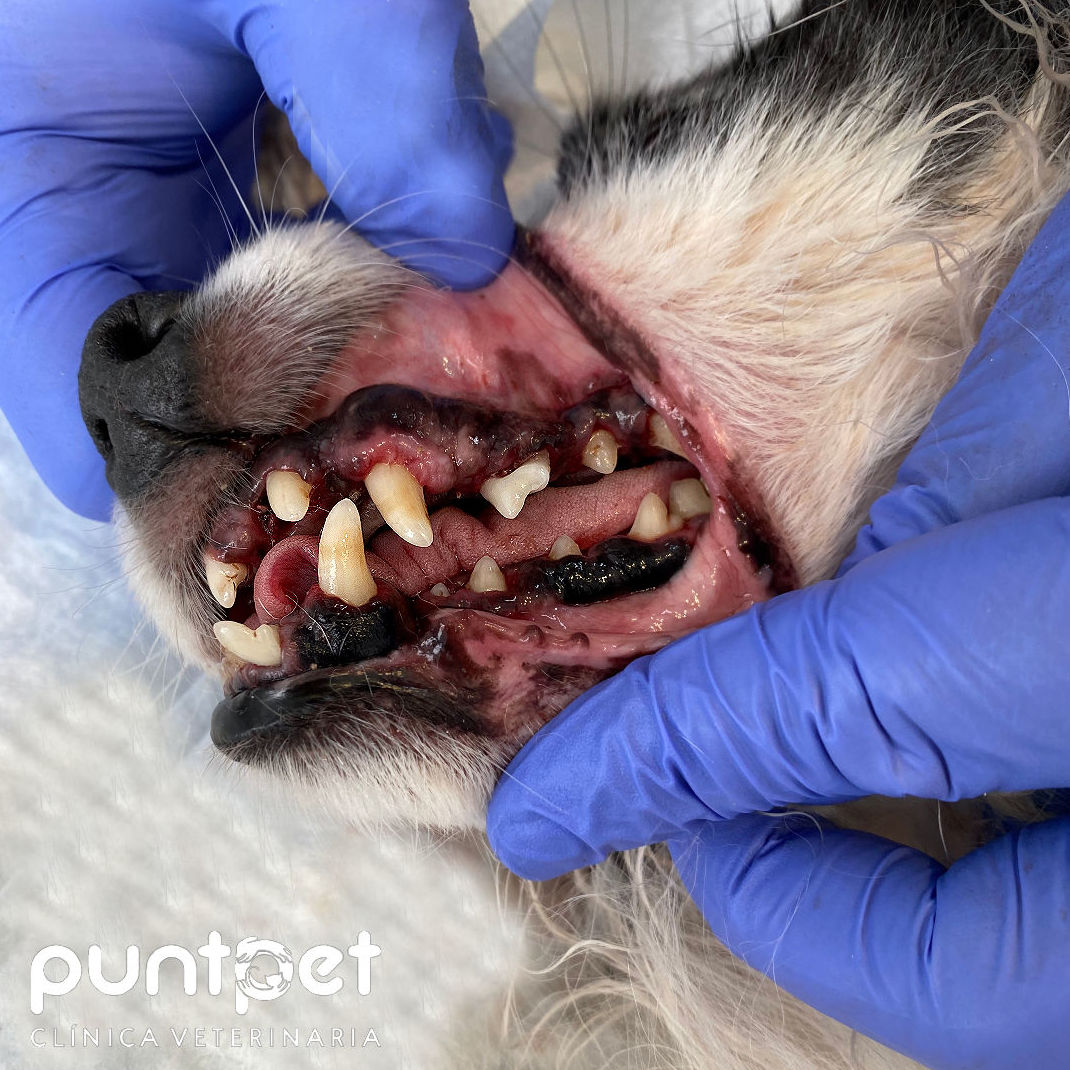 Despues de limpieza dental con ultrasonido Despues de limpieza dental con ultrasonido