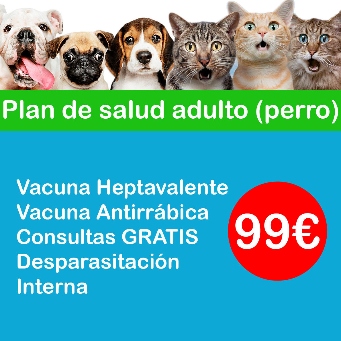 Plan de salud anual (perros): de Punto Pet Clínica Veterinaria Plan de salud anual (perros): de Punto Pet Clínica Veterinaria