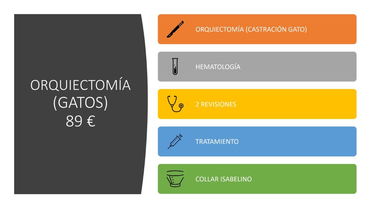 Orquiectomía (gatos): de Punto Pet Clínica Veterinaria Orquiectomía (gatos): de Punto Pet Clínica Veterinaria