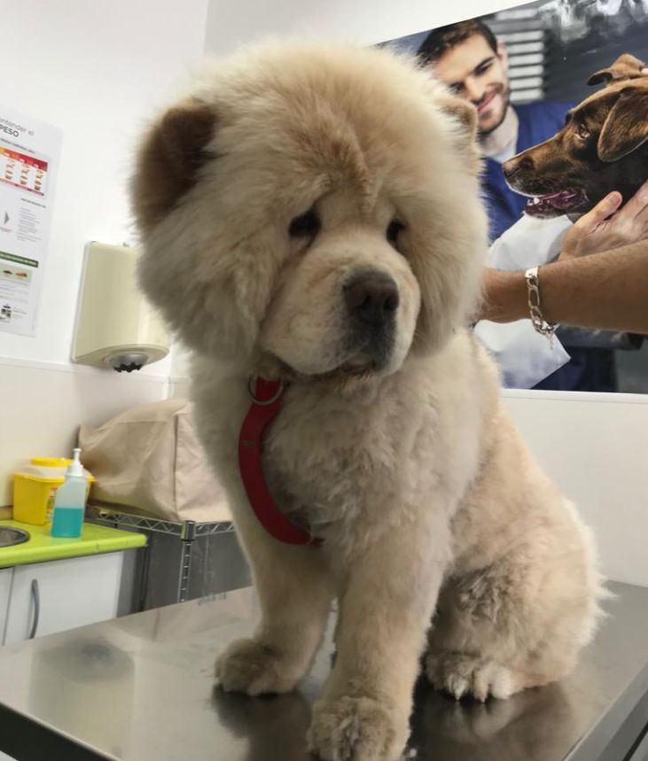 Peluquería canina y felina: de Punto Pet Clínica Veterinaria Peluquería canina y felina: de Punto Pet Clínica Veterinaria