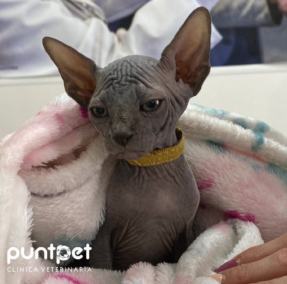 Orquiectomía (gatos): de Punto Pet Clínica Veterinaria Orquiectomía (gatos): de Punto Pet Clínica Veterinaria