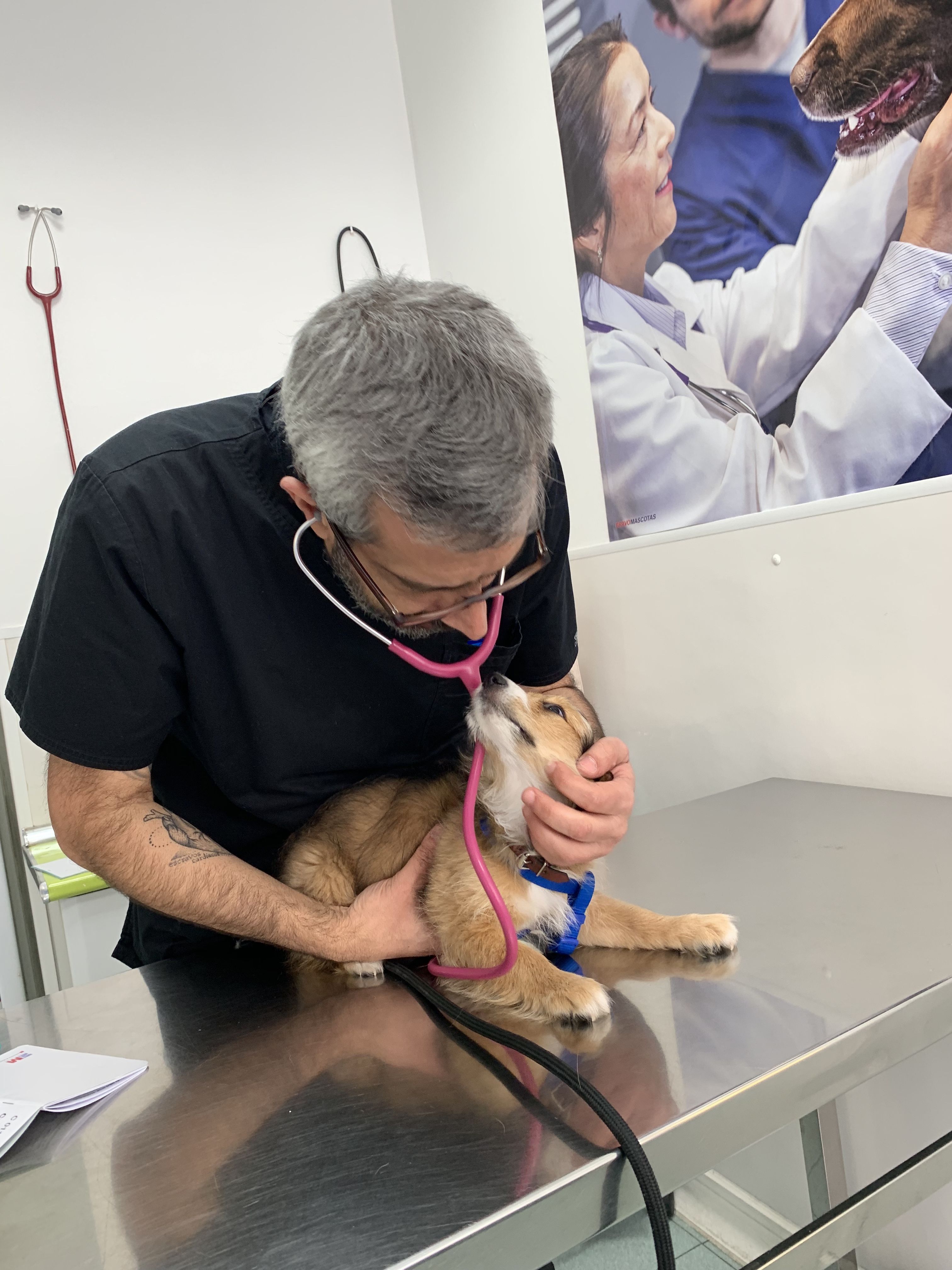 Revisiones completas: de Punto Pet Clínica Veterinaria Revisiones completas: de Punto Pet Clínica Veterinaria