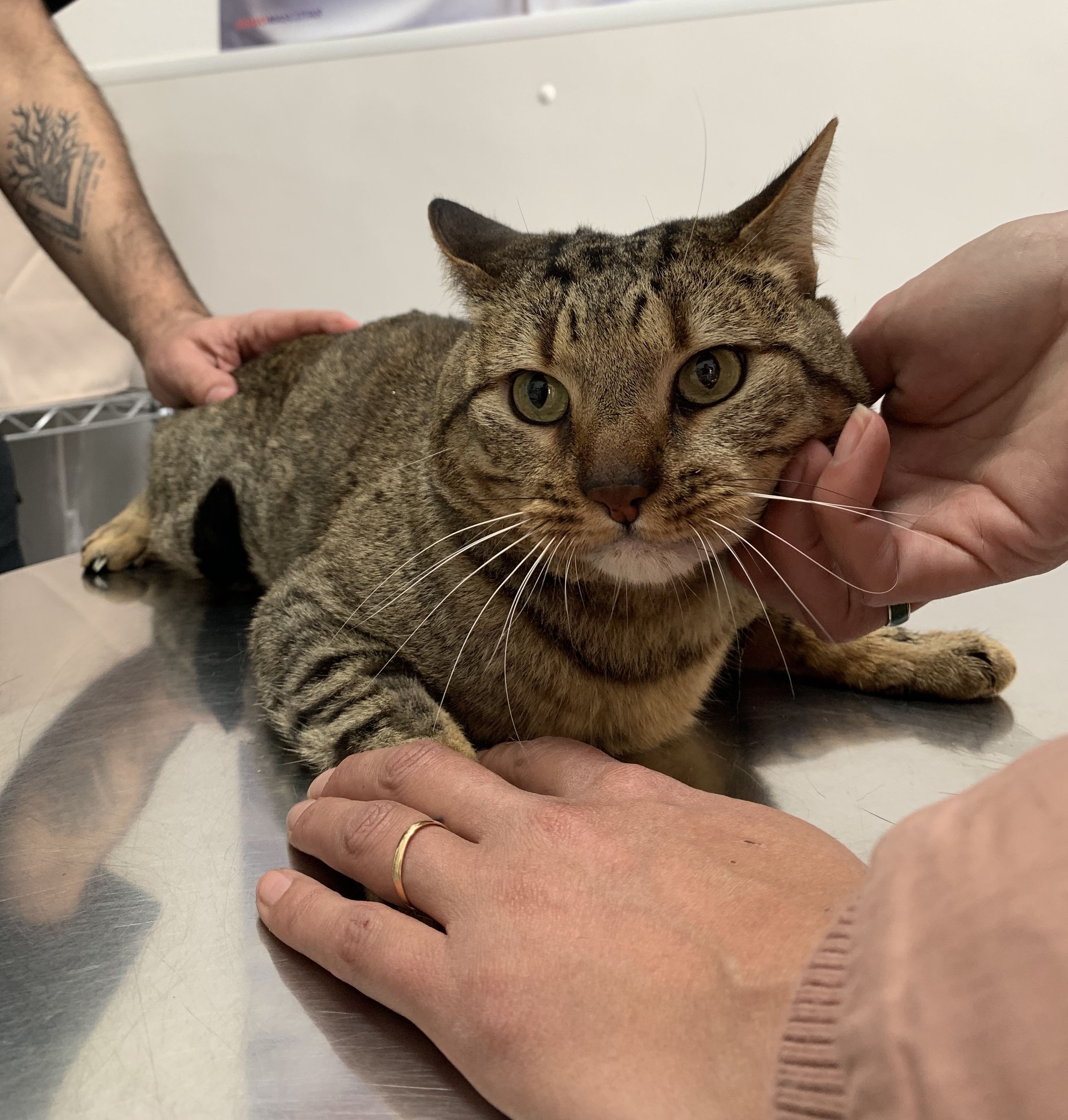 Ovariohisterectomía (gatas): de Punto Pet Clínica Veterinaria Ovariohisterectomía (gatas): de Punto Pet Clínica Veterinaria