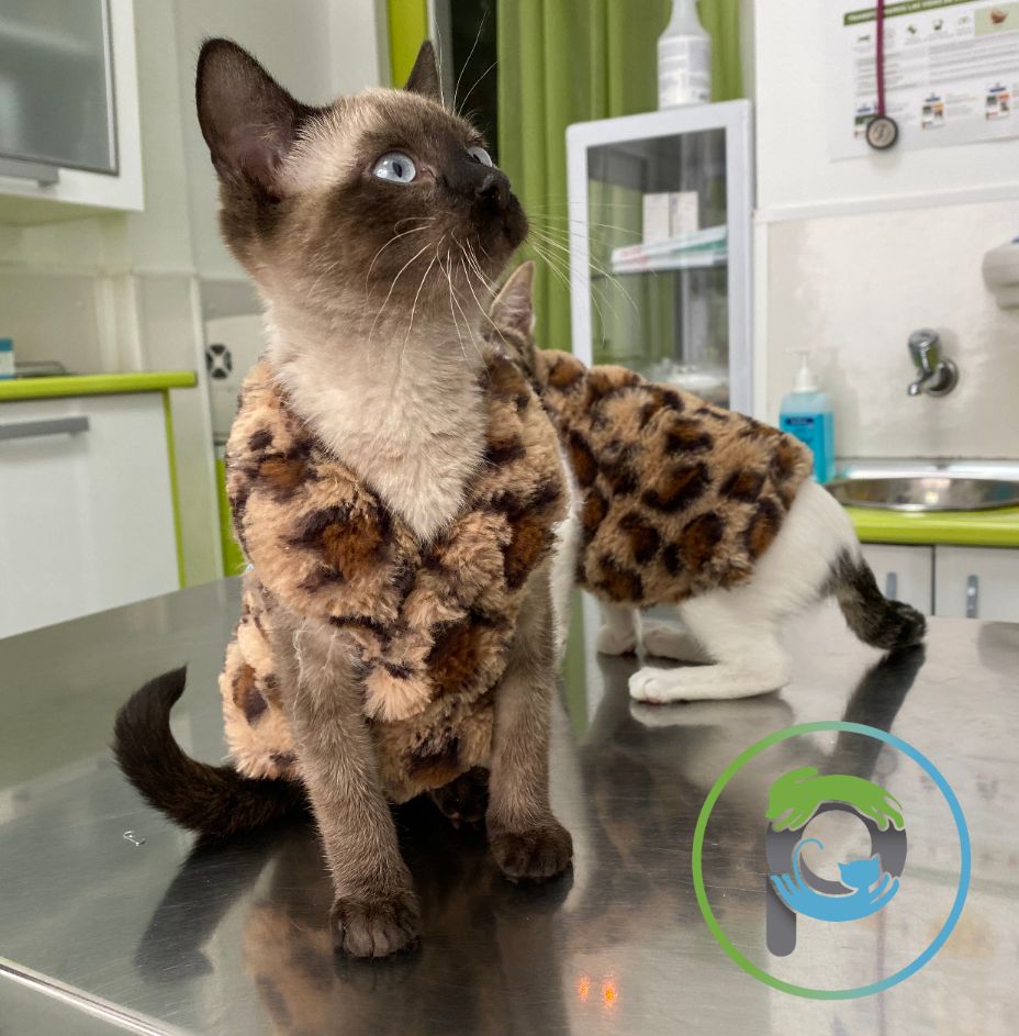 Peluquería canina y felina: de Punto Pet Clínica Veterinaria Peluquería canina y felina: de Punto Pet Clínica Veterinaria