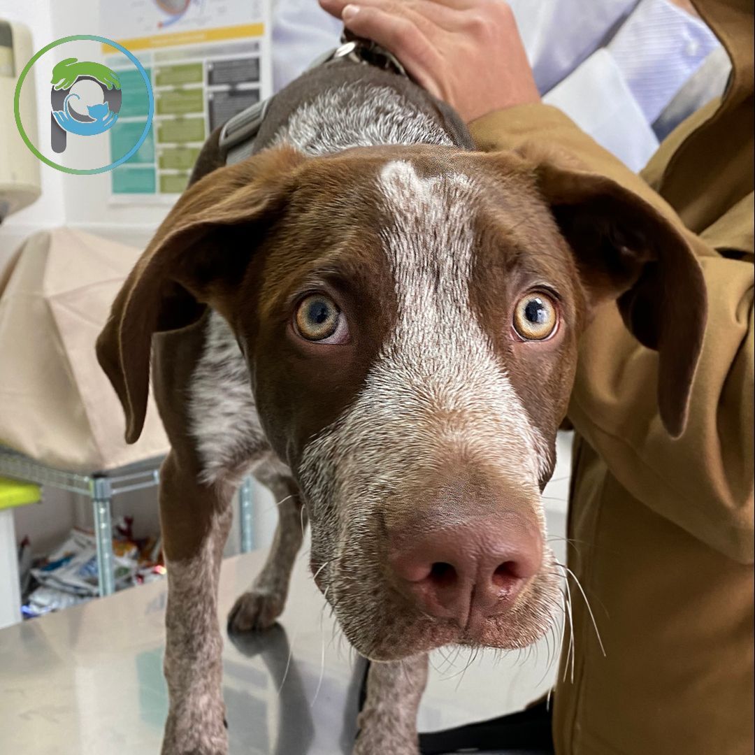 Orquiectomía (perros): de Punto Pet Clínica Veterinaria Orquiectomía (perros): de Punto Pet Clínica Veterinaria