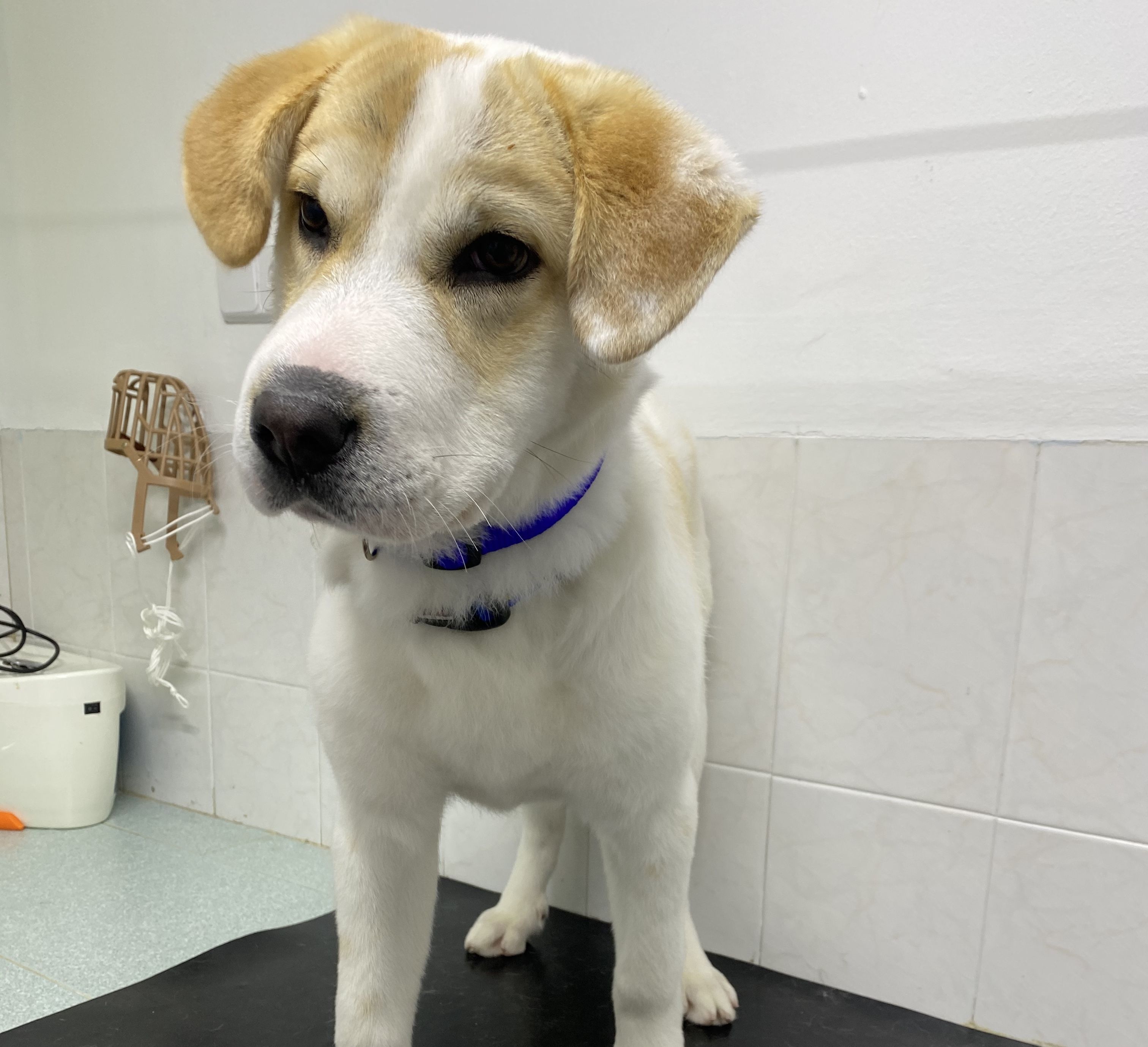 Ovariohisterectomía (perras): de Punto Pet Clínica Veterinaria Ovariohisterectomía (perras): de Punto Pet Clínica Veterinaria