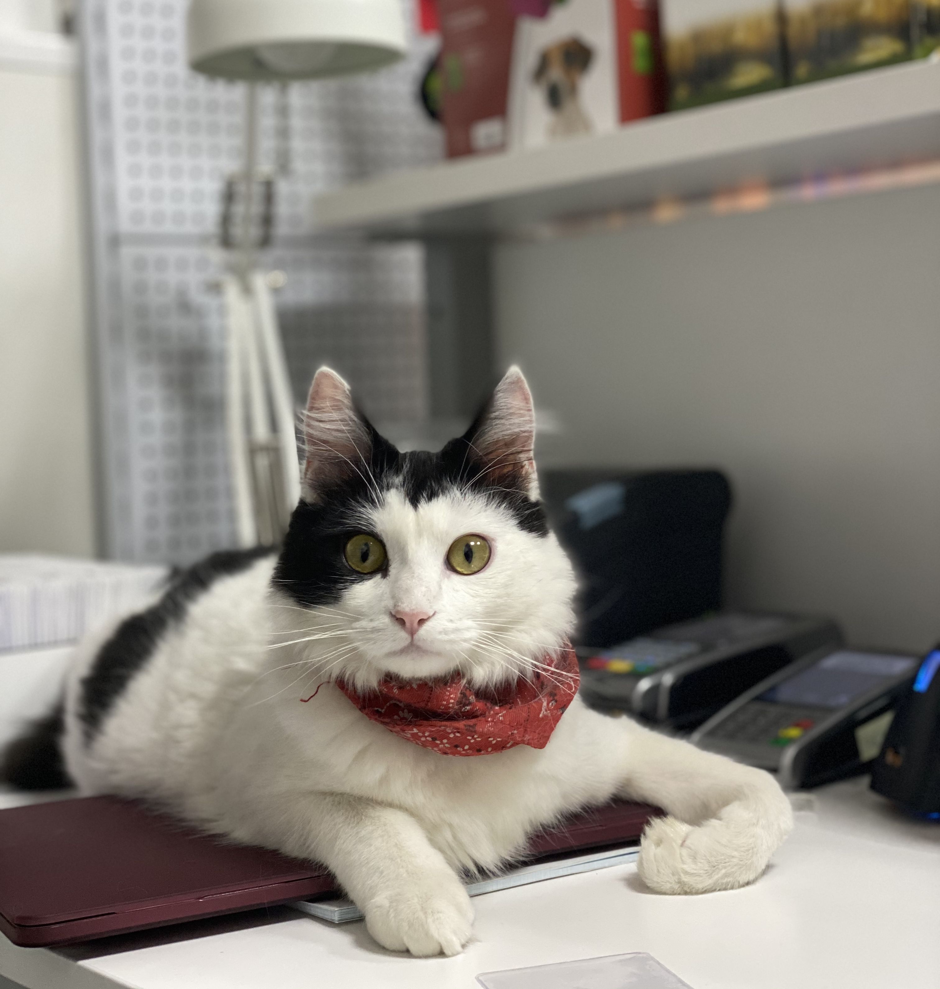 Plan de salud anual Plus (gatos): de Punto Pet Clínica Veterinaria Plan de salud anual Plus (gatos): de Punto Pet Clínica Veterinaria