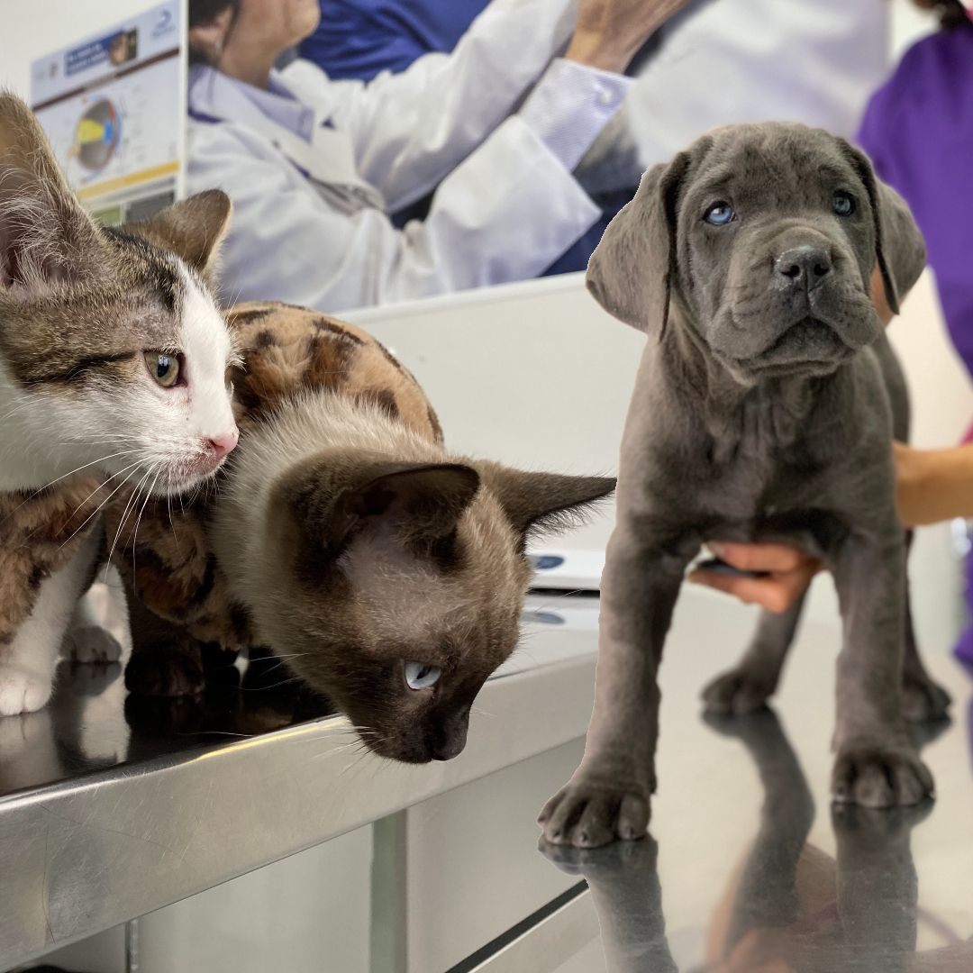 Pack cachorros (perros y gatos): de Punto Pet Clínica Veterinaria Pack cachorros (perros y gatos): de Punto Pet Clínica Veterinaria