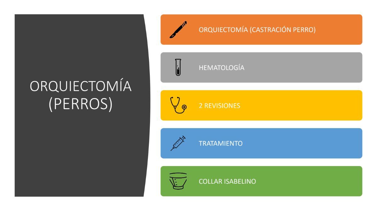 Orquiectomía (perros): de Punto Pet Clínica Veterinaria Orquiectomía (perros): de Punto Pet Clínica Veterinaria
