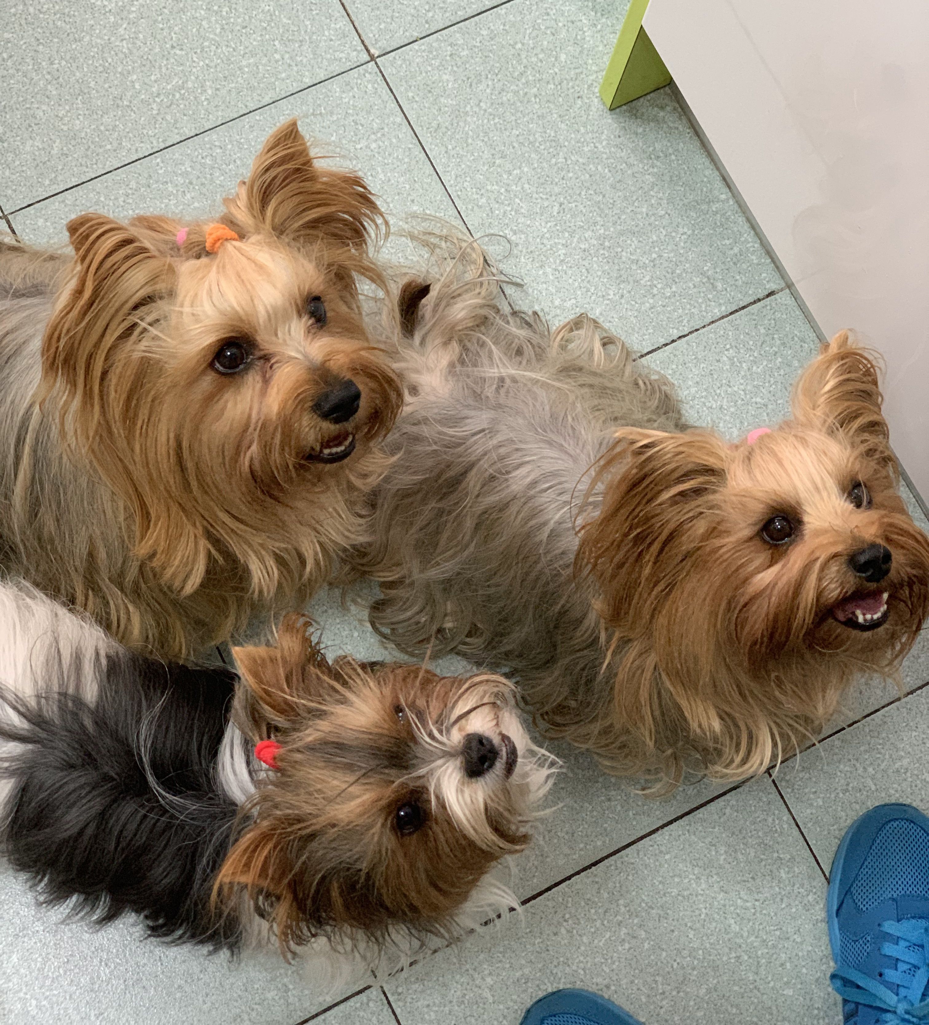 Vacunas para perros: de Punto Pet Clínica Veterinaria Vacunas para perros: de Punto Pet Clínica Veterinaria