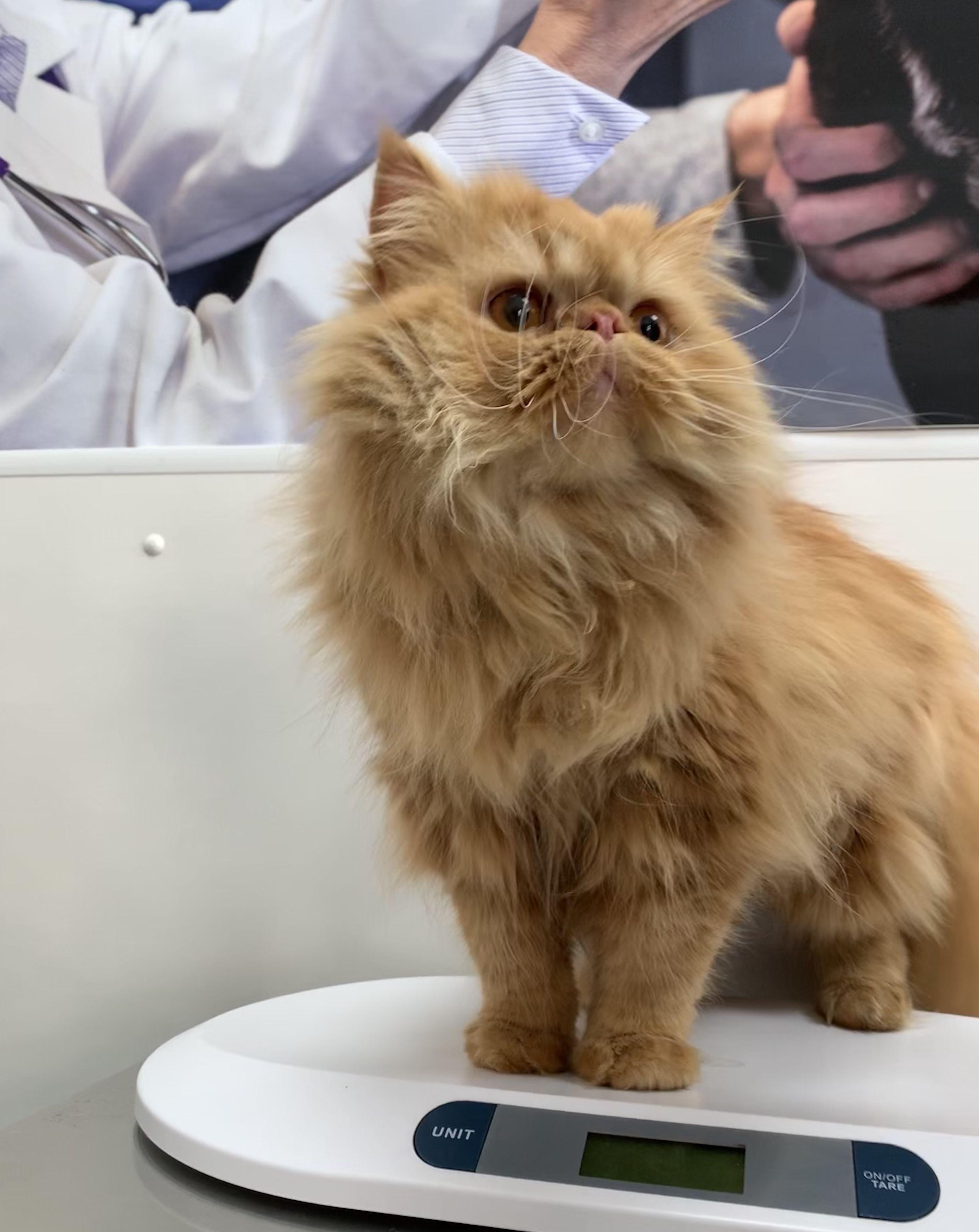 Orquiectomía (gatos): de Punto Pet Clínica Veterinaria Orquiectomía (gatos): de Punto Pet Clínica Veterinaria
