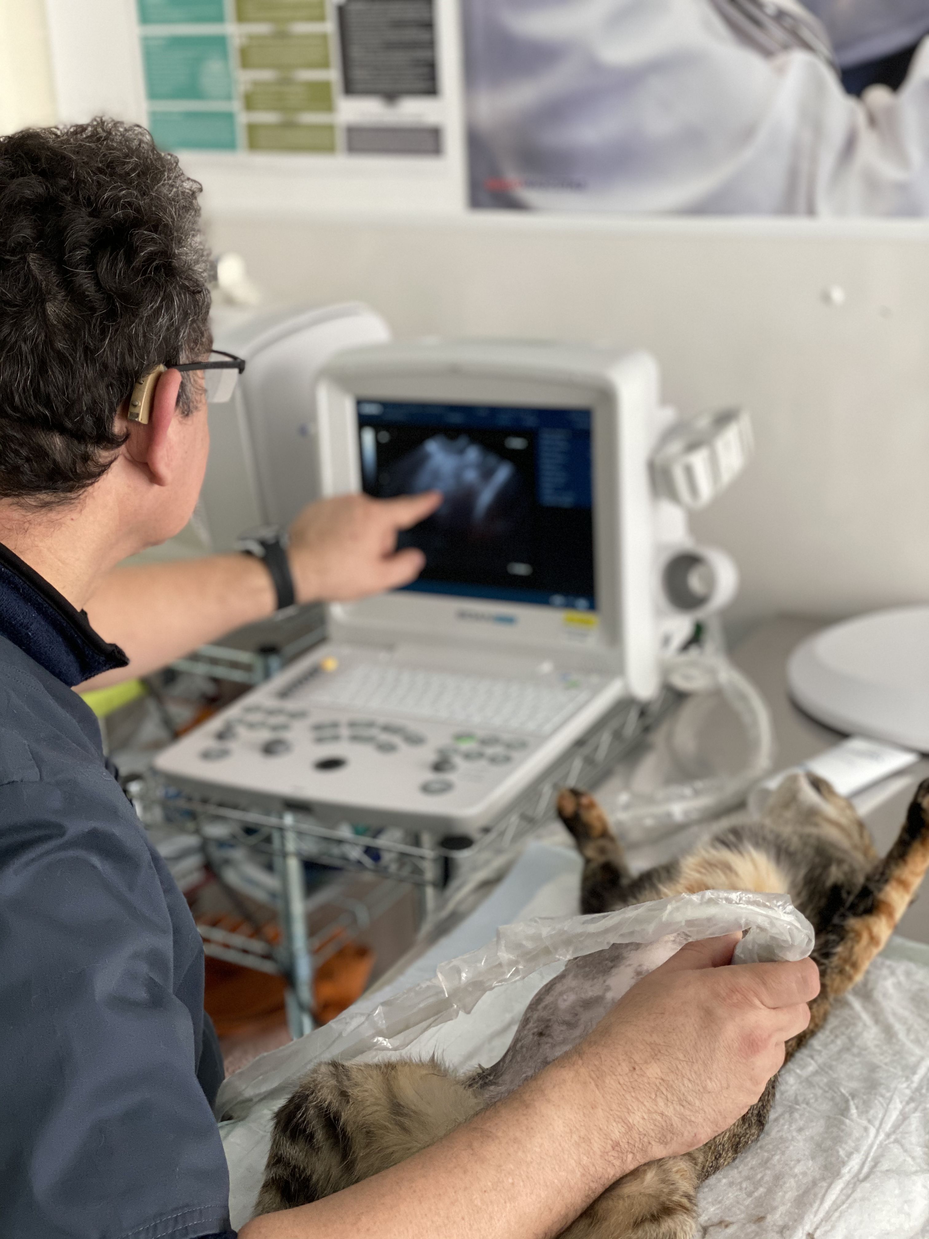 Diagnóstico por imagen: de Punto Pet Clínica Veterinaria Diagnóstico por imagen: de Punto Pet Clínica Veterinaria