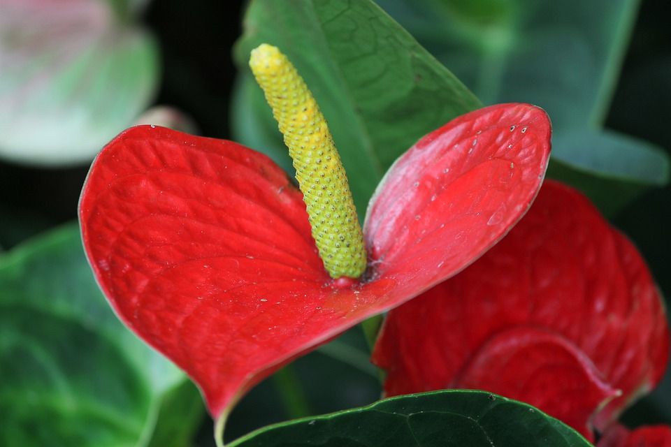 Venta de árboles y plantas: Servicios de Grupo Cánovas Jardinería Venta de árboles y plantas: Servicios de Grupo Cánovas Jardinería