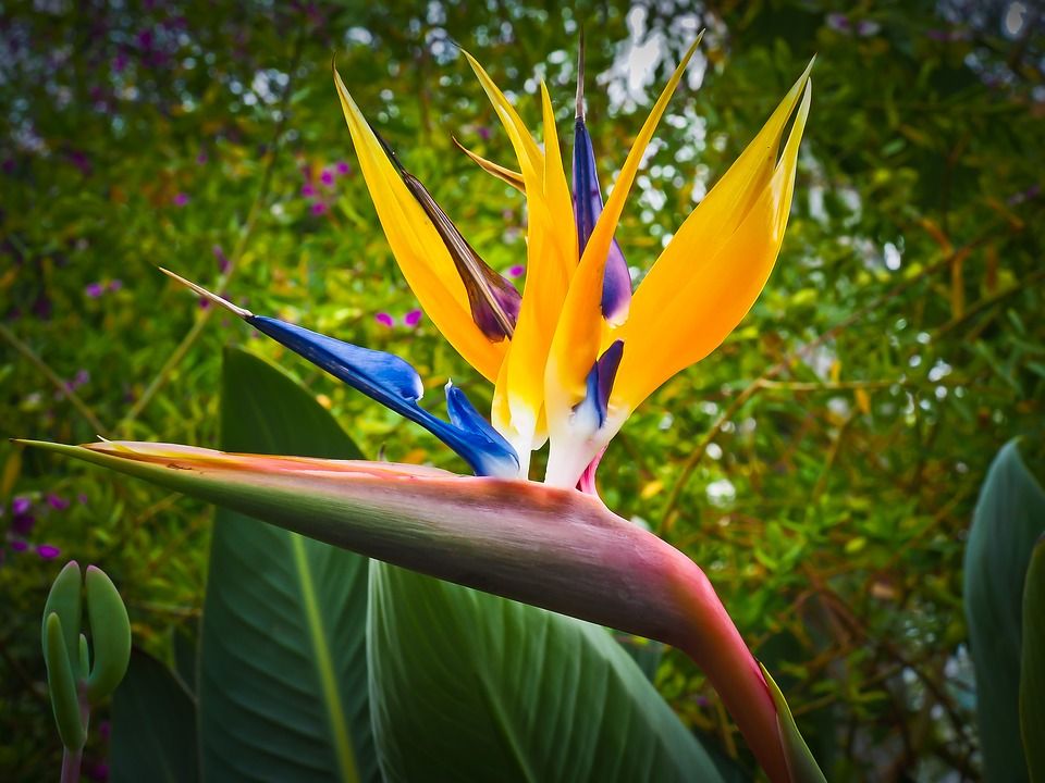 Venta de árboles y plantas: Servicios de Grupo Cánovas Jardinería Venta de árboles y plantas: Servicios de Grupo Cánovas Jardinería