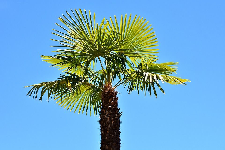 Venta de árboles y plantas: Servicios de Grupo Cánovas Jardinería Venta de árboles y plantas: Servicios de Grupo Cánovas Jardinería