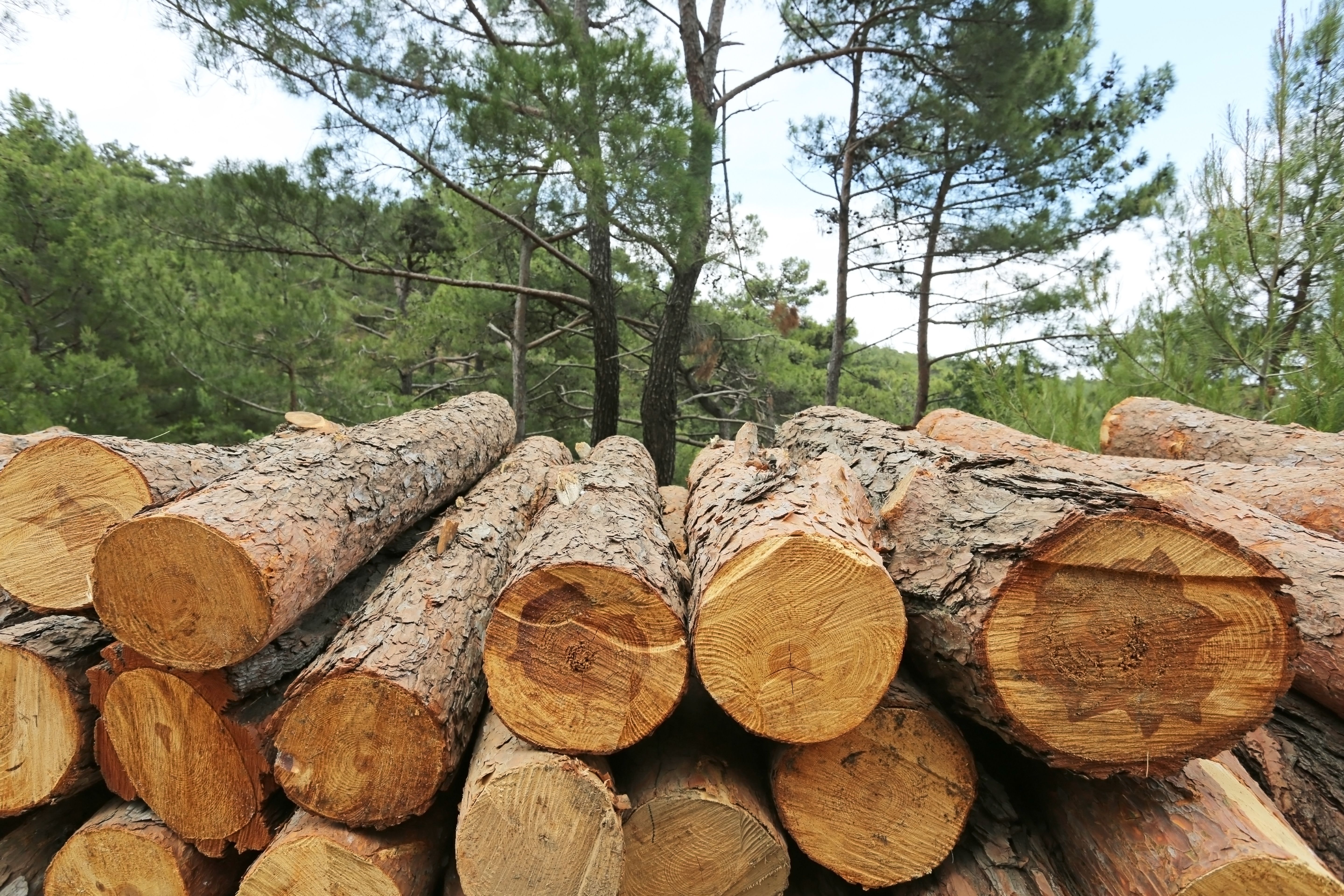 Recogidas de podas: Servicios de Grupo Cánovas Jardinería Recogidas de podas: Servicios de Grupo Cánovas Jardinería