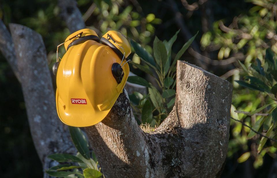 Tala de arbolado: Servicios de Grupo Cánovas Jardinería Tala de arbolado: Servicios de Grupo Cánovas Jardinería