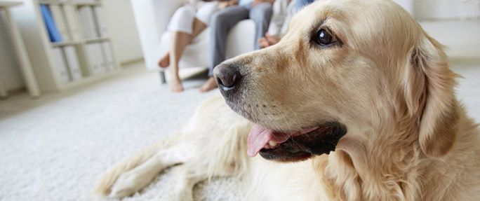 Seguros de Mascotas Sevilla: Seguros en Sevilla de LRT Correduría de Seguros Seguros de Mascotas Sevilla: Seguros en Sevilla de LRT Correduría de Seguros