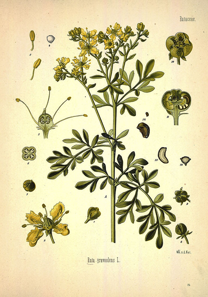 Botánica: catalogo de 4 INGLETES BRAVO MURILLO }}