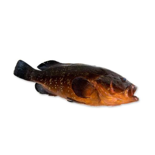 Peces de costa: Productos y Servicios de Peixes Vimar Peces de costa: Productos y Servicios de Peixes Vimar