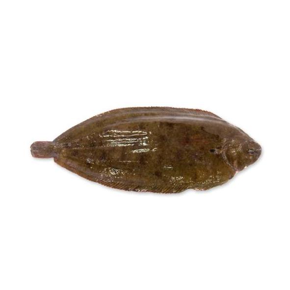 Peces de costa: Productos y Servicios de Peixes Vimar Peces de costa: Productos y Servicios de Peixes Vimar