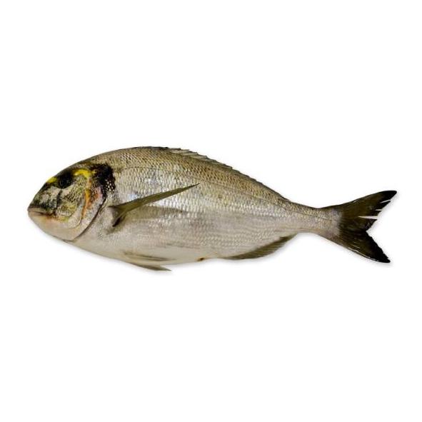 Peces de costa: Productos y Servicios de Peixes Vimar Peces de costa: Productos y Servicios de Peixes Vimar