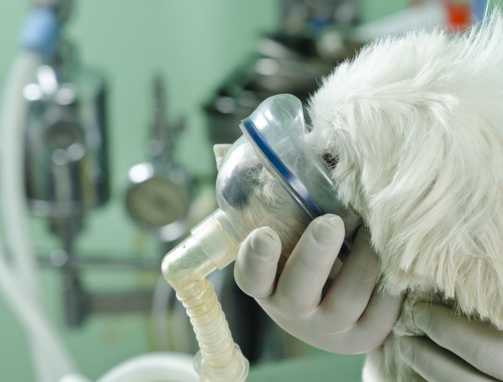 Cirugía general: Servicios de Clínica Veterinaria Parque Aluche Cirugía general: Servicios de Clínica Veterinaria Parque Aluche